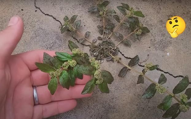 Erva de Santa Luzia: Planta que nasce na calçada de casa pode mudar a vida da sua família