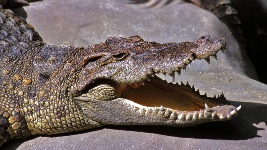 Crocodilo mais velho do mundo completa 124 anos e é pai de 10 mil