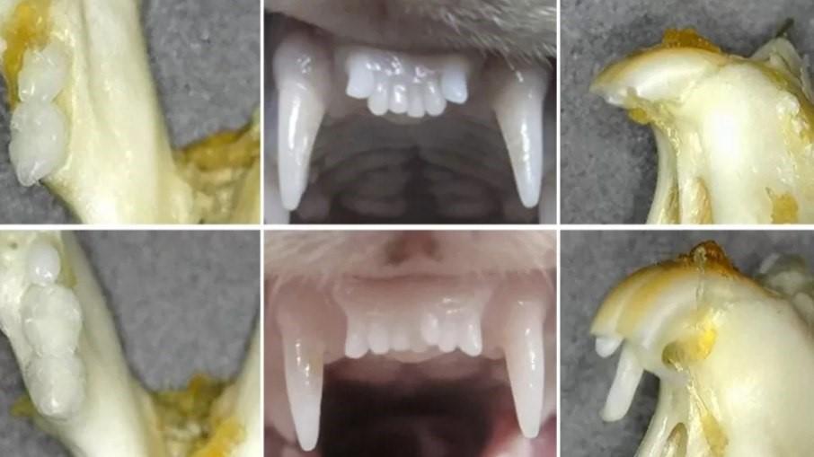 Remédio para crescer dentes pode estar pronto antes do que pensávamos