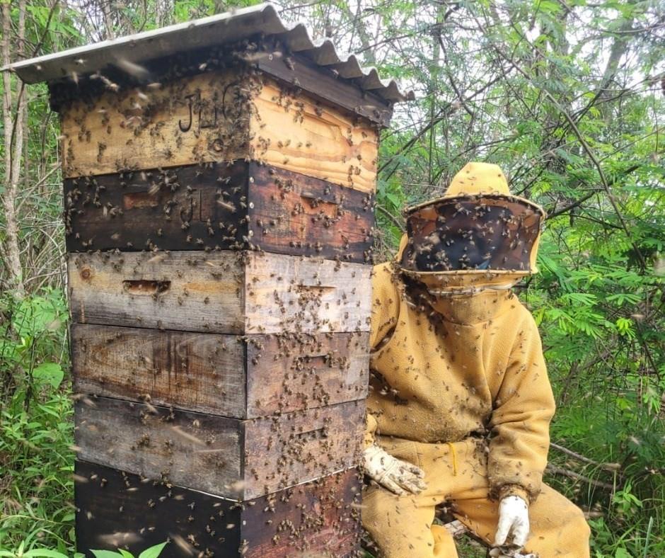 Brasil se destaca no cenário global com a Apicultura devido ás grandes produções de mel