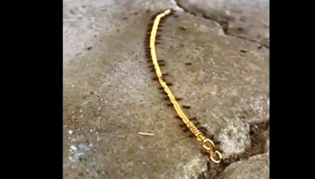 "Quadrilha" de formigas é flagrada durante roubo de pulseira de ouro