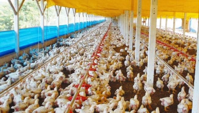 A semana do frango: consumo cai em janeiro e impacta preços