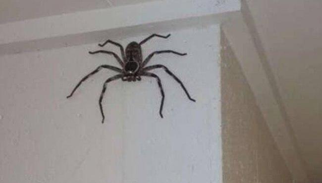 Aranha gigante cresce há um ano em casa da Austrália