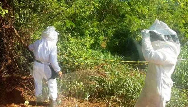 Ataque de abelhas em rio deixa mais de 20 feridos em Japurá (PR)