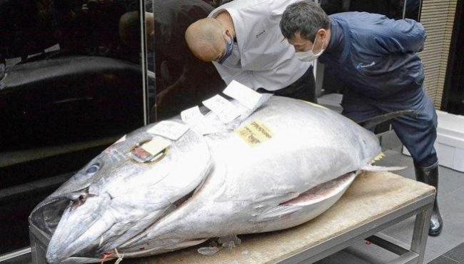 Atum é vendido por mais de R$ 1 milhão em leilão no Japão