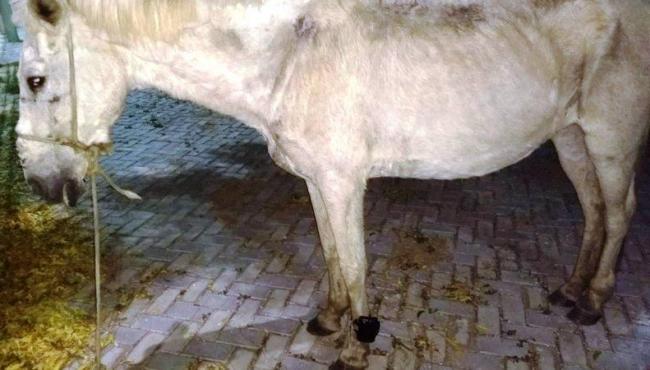Cavalo é encontrado com tornozeleira eletrônica na pata