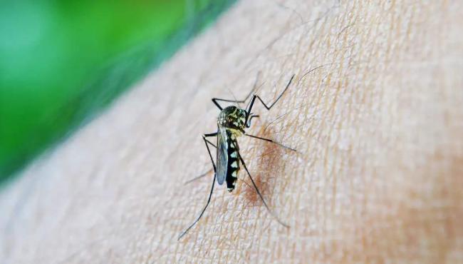 Chikungunya: ES registra 2 mortes pela doença; veja sintomas e diferenças da dengue