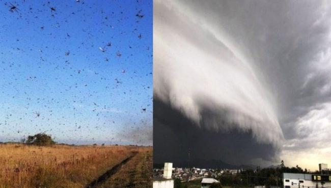 Ciclone bomba pode frear a chegada da onda de gafanhotos no Brasil