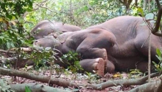 Elefantes ‘ficam bêbados’ após ingerirem licor tradicional, na Índia