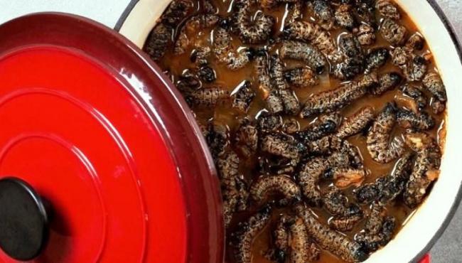 Empresa sul-africana quer transformar lagarta mopane em prato saboroso e nutritivo