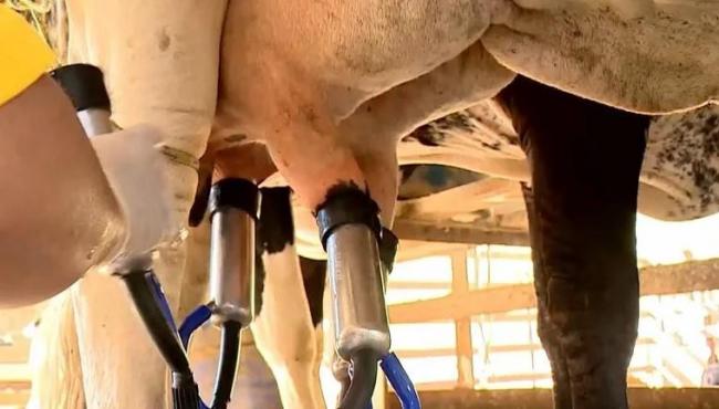 ES registra queda na produção de leite e derivados após período de seca