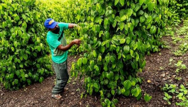 Famílias recebem apoio para ampliar produção de café e pimenta-do-reino, no ES