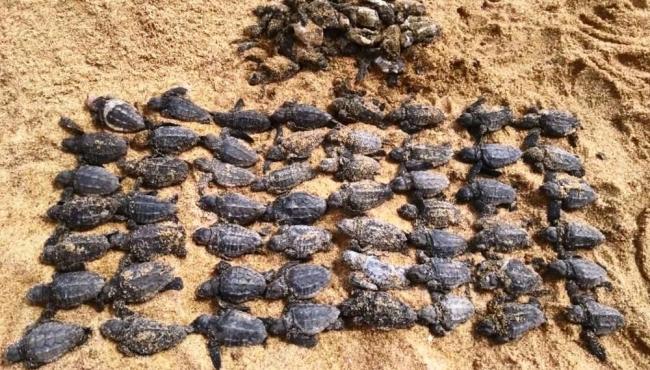 Filhotes de tartaruga são encontrados mortos depois de carro passar por cima de ninho, em Guriri, no ES