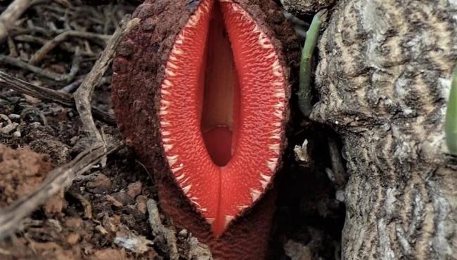 ‘Flor-vulva’ dos desertos da África vive como parasita no subsolo e tem cheiro de carne podre