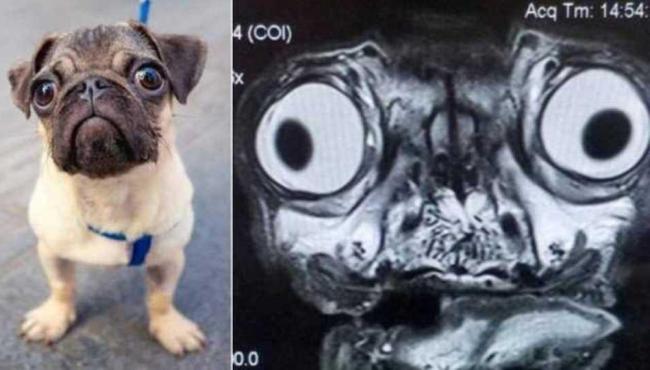 Foto de ressonância magnética de pug viraliza nas redes sociais