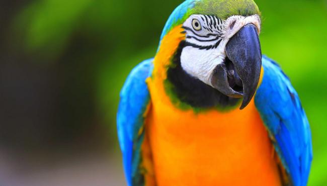Homem descobre traição graças a papagaios: “Vem, o meu marido não está”