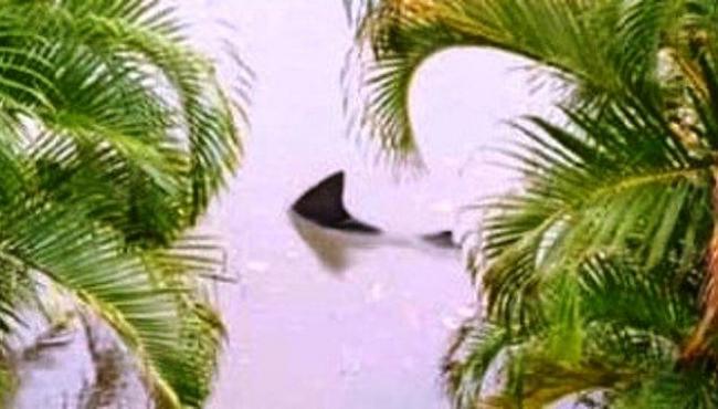 Homem flagra tubarão agressivo perto de jardim após alagamento