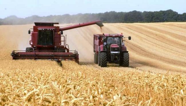 Índia anuncia proibição das exportações de trigo