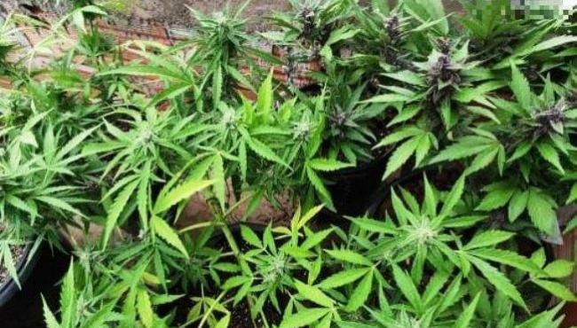 Juiz dá habeas corpus e autoriza plantação e importação de cannabis medicinal