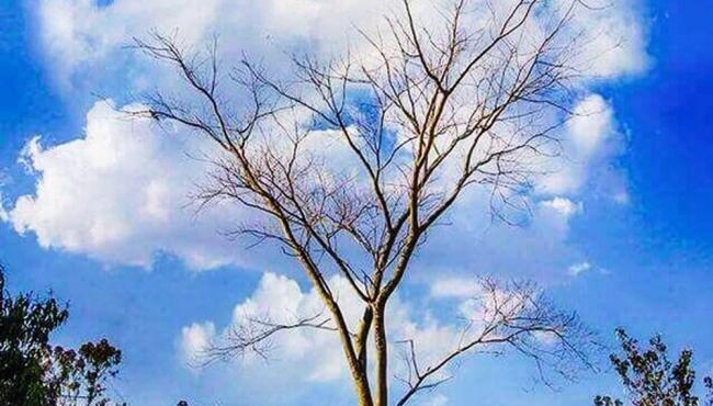 Justiça nomeia perito para checar foto de árvore premiada que virou luta judicial