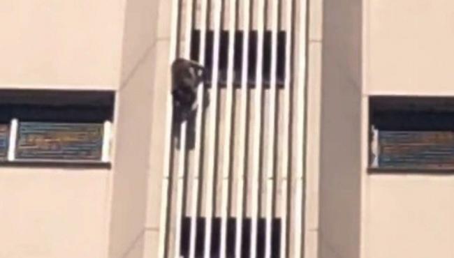 Macaco é flagrado escalando prédio de 16 andares e mobiliza bombeiros no interior de SP