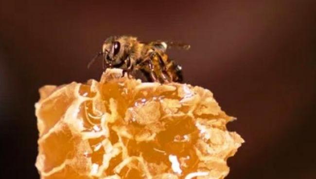 Mel começa com o ‘vômito’ das abelhas, pode durar alguns anos e tem tipos venenosos