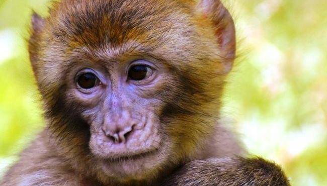 Nasa executou 27 macacos, diz jornal