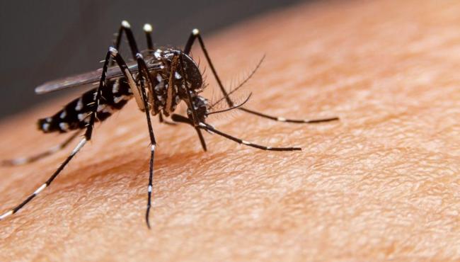 Notificações de dengue diminuem, mas Secretaria de Saúde de São Mateus (ES) alerta: não é hora de relaxar