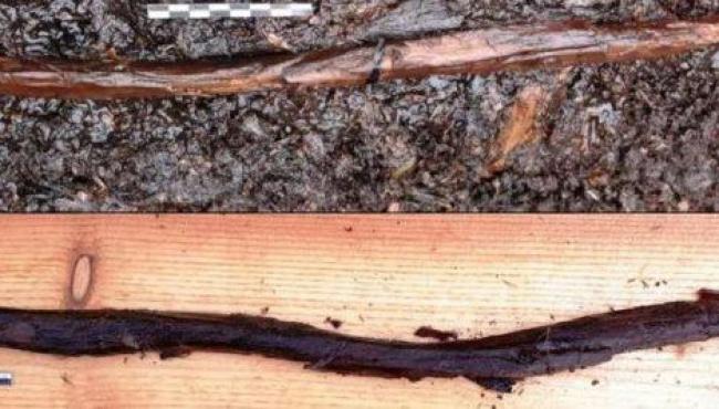 O possível bastão místico de 4 mil anos descoberto na Finlândia