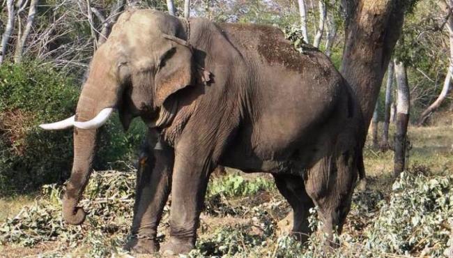 Ódio animal: Elefante mata idosa, foi ao funeral e pisoteou o cadáver dela