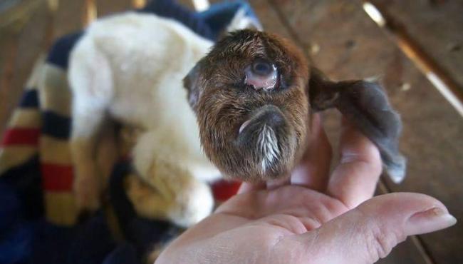 Parece um ciclope: filhote de bode nasce sem nariz e com apenas um olho