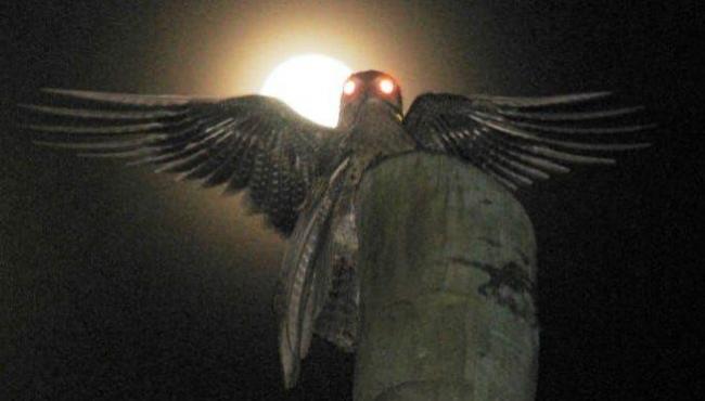 Pássaro “fantasma” assusta moradores da Colômbia