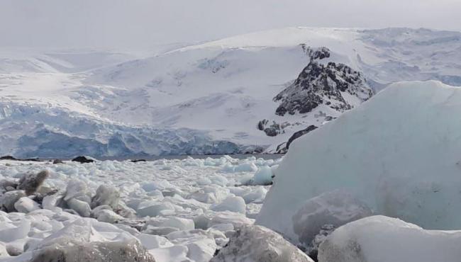 Península Antártica pode sofrer invasão de espécies, alerta pesquisa