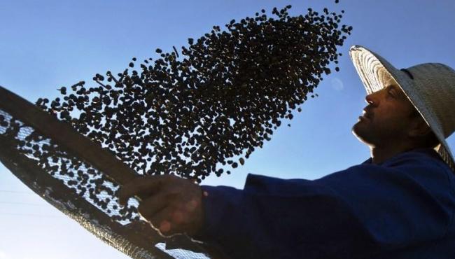 Preços do café em forte alta durante geada no Brasil