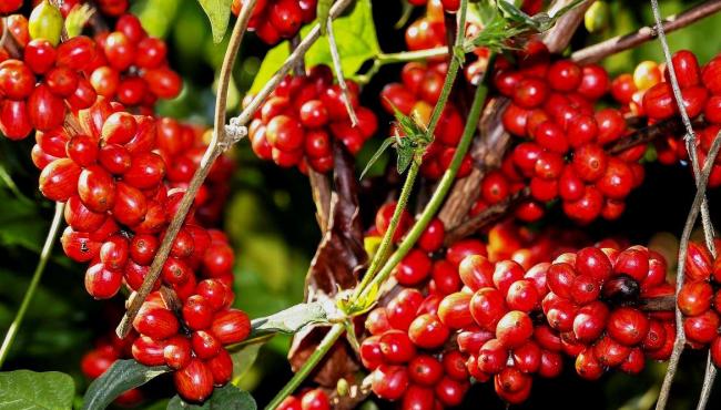 Safra de café deve registrar aumento de 16,8% em 2022, diz Conab