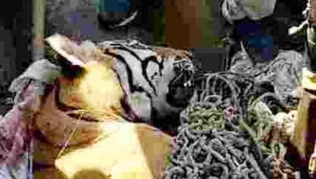 Tigre ‘devorador de homens’ é abatido na Índia