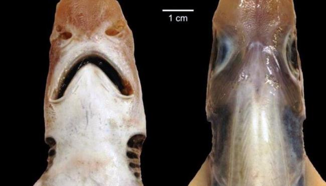 Tubarão sem pele é descoberto e intriga cientistas