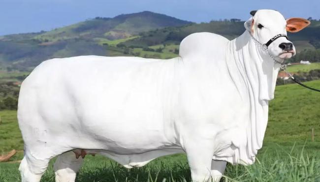 Vaca Nelore é vendida por R$ 21 milhões e entra para o Guiness como a mais cara do mundo